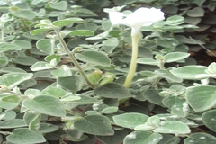 Barleria longiflora
